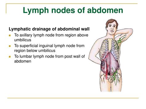 can you feel your inguinal lymph nodes